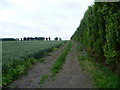 Field edge near Stanhill Farm