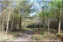 TQ4951 : Greensand Way, Stubbs Wood by N Chadwick