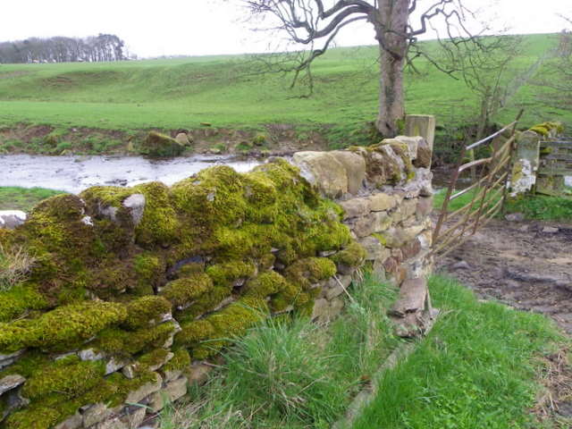 Wall near Langley Beck
