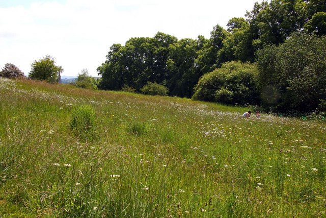 The wildflower garden in Brandon Hill... © Steve Daniels cc-by-sa/2.0 ...