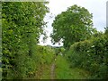 Bridle Path to Mangerton