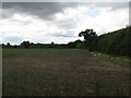 Looking along the hedge