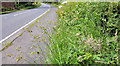 Verge near Crawfordsburn