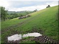 Hill pasture at Tredustan, near Trefecca