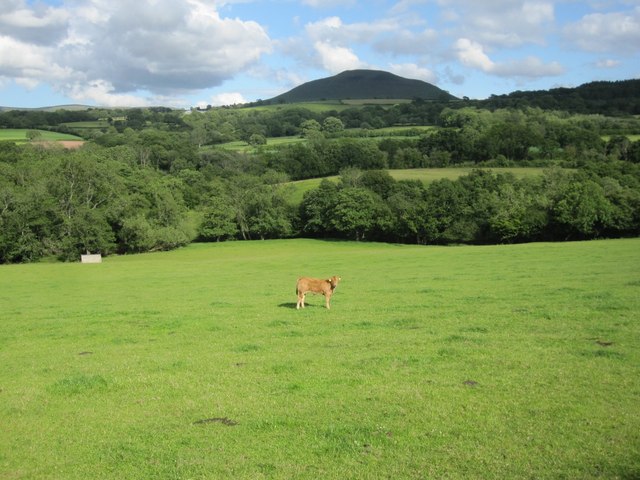 Pasture land near Trefecca, with occupant and Mynydd Troed