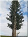 NU2312 : A most unusual tree [3] by Michael Dibb
