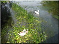 Parent swans and three cygnets