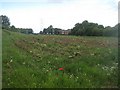 Rhubarb field