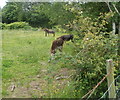 ST3098 : Donkeys grazing in a Lower New Inn field, Pontypool by Jaggery