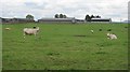 Charolais cattle, Lampits