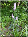 ST6304 : Common spotted orchid (Dactylorhiza fuchsii), Hilfield by Maigheach-gheal