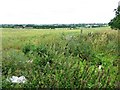 Farmland west of Sycamore Avenue