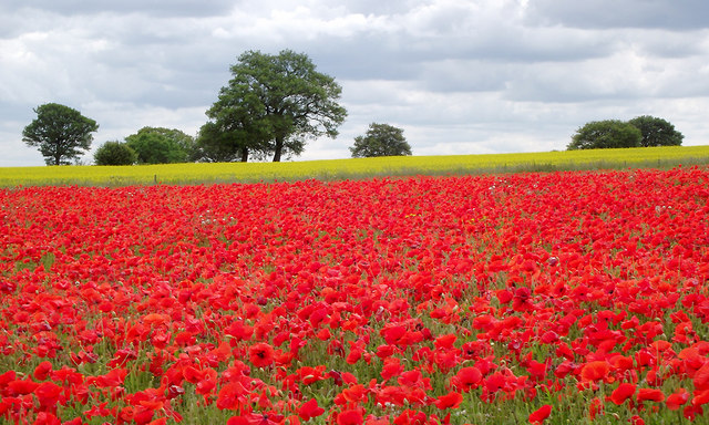 Poppy field near Seisdon, Staffordshire