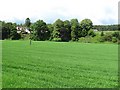 Cereals near Hyndford Bridge