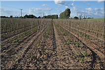 SO8545 : Stick bean canes, Sandford Villa Farm by Philip Halling