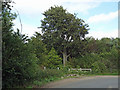 Beech at the bend