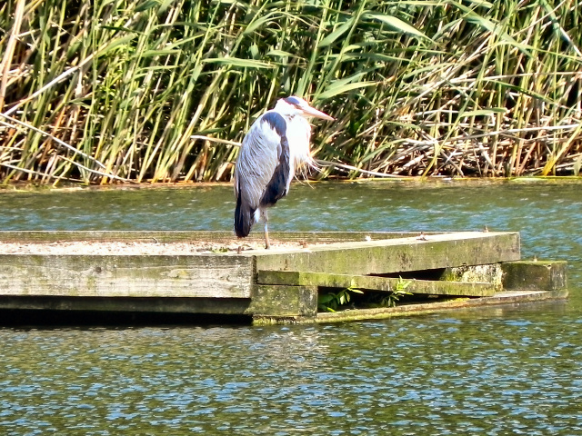 Heron on Clockburn Lake