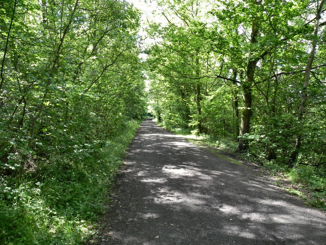 Derwent Walk, Dam Head Wood