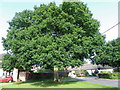 Oak tree, Sturminster Marshall