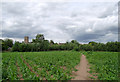 Footpath across farmland by Claverley, Shropshire