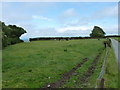 Cattle in a field near Park Gate