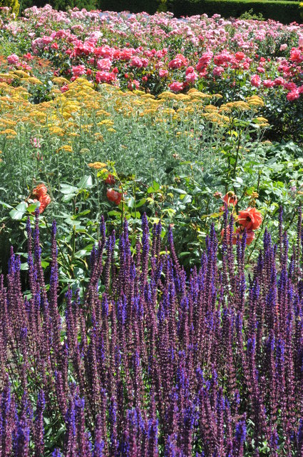 The Rose Garden, Ragley Hall © Philip Halling cc-by-sa/2.0 :: Geograph ...