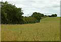 2011 : Footpath across a field of oilseed rape - ripening