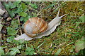 Roman Snail (Helix pomatia)