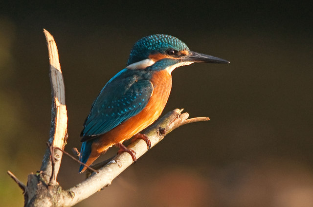 Kingfisher - River Ogmore