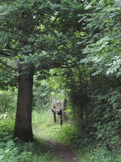 Woodland Path, Wolves Wood RSPB Reserve