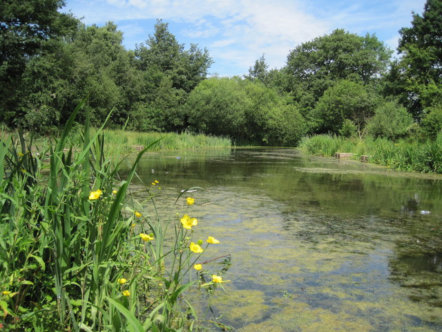 Pond in Mill Wood