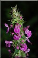 Stachys palustris