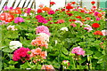 National Pelargonium Collection