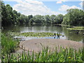 Withy Pool, Town Park