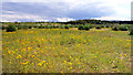 Wild Flowers on the Landfill