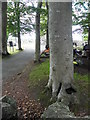 Unusual tree at Tartaraghan Parish Church