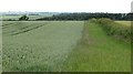 Wheat field, Reddens