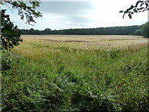 TQ0706 : Barley field between Oliver's Copse and Kitpease Copse by Dave Spicer