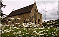 Daisies in St Nicholas churchyard