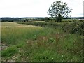 Field next to road from Broadhempston, near Cross Park