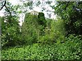 Ivy covered tower of All Saints church in Gillingham