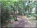 Bend in a woodland path