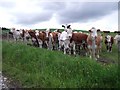 Cow-casting beside the track to Auchindoun Castle