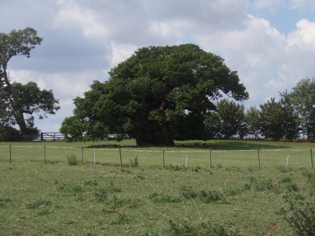 The Bowthorpe Oak
