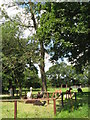 Alpacas near Groes-Faen