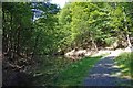 Pond and track in the Wyre Forest near Bewdley