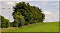 Road landscaping near Hillsborough