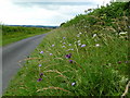 Shapwick, wild flowers