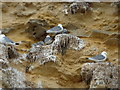 Kittiwakes nesting on Marsden Cliff Nature Reserve