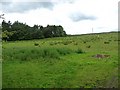 Field near Pingle Farm